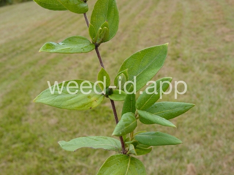 honeysuckle, Japanese